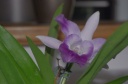Nom du fichier=IMGP6999.jpg
Taille du fichier=82Ko
Dimensions : 800x531
Ajouté le : 28 Mars 2016 IMGP6999.jpg