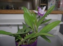 Nom du fichier=IMGP7000.jpg
Taille du fichier=126Ko
Dimensions : 800x589
Ajouté le : 28 Mars 2016 IMGP7000.jpg