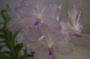 IMGP9313.JPG