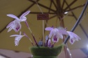 IMGP9475.jpg
