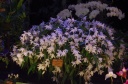 IMGP9571.jpg