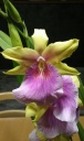Miltonia.jpg