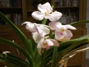 ascocenda_kultana_white.jpg
