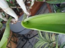 bouton_cattleya.jpg