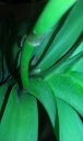 bouton_vanda.jpg