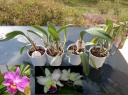 cattleya.jpg