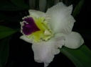 Nom du fichier=cattleya_big_one.jpg
Taille du fichier=111Ko
Dimensions : 800x599
Ajouté le : 13 Décembre 2016 cattleya_big_one.jpg