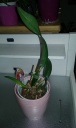 Nom du fichier=cattleya_ecange.jpg
Taille du fichier=77Ko
Dimensions : 384x640
Ajouté le : 03 Février 2016 cattleya_ecange.jpg