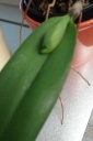 Nom du fichier=cattleya_hampe.jpg
Taille du fichier=64Ko
Dimensions : 384x576
Ajouté le : 06 Mars 2016 cattleya_hampe.jpg