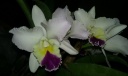 cattleya_hybride.jpg