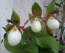 Nom du fichier=cypripedium.jpg
Taille du fichier=203Ko
Dimensions : 800x658
Ajouté le : 12 Mai 2016 cypripedium.jpg