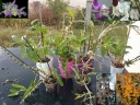 dendro_nobile.jpg