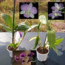 dendrobium.jpg