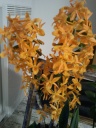 dendrobium_Stardust_Fire_Bird.jpg
