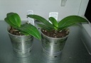 Nom du fichier=doritaenopsis.jpg
Taille du fichier=120Ko
Dimensions : 768x538
Ajouté le : 05 Février 2016 doritaenopsis.jpg