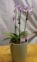 doritaenopsis_purple_gem_aida.jpg