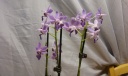 doritaenopsis_purple_gem_aida_2.jpg