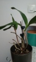 epidendrum_hampe.jpg