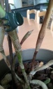 Nom du fichier=epidendrum_stamfordianum_2.jpg
Taille du fichier=109Ko
Dimensions : 480x800
Ajouté le : 28 Février 2016 epidendrum_stamfordianum_2.jpg