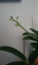 hampe_dendro_phal.jpg