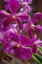 Nom du fichier=jairake_purple.jpg
Taille du fichier=118Ko
Dimensions : 531x800
Ajouté le : 22 Mai 2016 jairake_purple.jpg