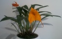 masdevallia.jpg