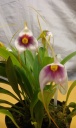 masdevallia_exquisita_2.jpg