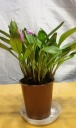 masdevallia_rosemary.jpg