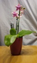 phal__liodoro.jpg