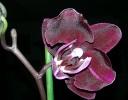 phal_grenat.jpg