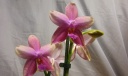 phal_liodoro_2.jpg
