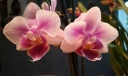 phal_mini_2.jpg
