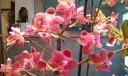 phal_mini_rose.jpg