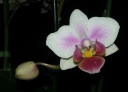 phal_sweet_heart.jpg