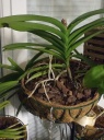 Nom du fichier=vanda_3.jpg
Taille du fichier=163Ko
Dimensions : 538x722
Ajouté le : 12 Février 2016 vanda_3.jpg