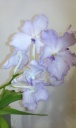 vanda_kanchana_lavender_mist.jpg
