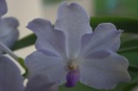 vanda_lavender_mist.jpg