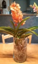 vanda_magic_orange.jpg