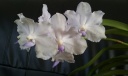 vanda_mauve_maison.jpg