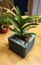 vanda_panier.jpg
