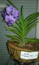 vanda_tayanee_blue.jpg