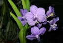 vanda_tayanee_blue_2.jpg
