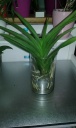 Nom du fichier=vanda_tayanee_white.jpg
Taille du fichier=119Ko
Dimensions : 480x799
Ajouté le : 05 Février 2016 vanda_tayanee_white.jpg