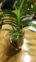 vanda_vase.jpg