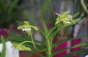 vanda_vietnamica_1.jpg