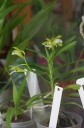 vanda_vietnamica_2.jpg