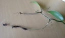 Nom du fichier=vanille_2.jpg
Taille du fichier=86Ko
Dimensions : 640x384
Ajouté le : 18 Octobre 2015 vanille_2.jpg