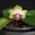 20150805_144249_609_orchidees_003_PhotoRedukto.jpg