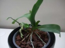 expo_orchidees_127_PhotoRedukto.jpg