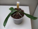 expo_orchidees_131_PhotoRedukto.jpg